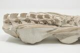 Articulated, Fossil Oreodont (Miniochoerus) Skeleton - Wyoming #197374-13